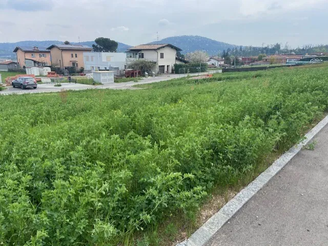 TERRENO DI 600 MQ CON LICENZA PER UNA VILLA A STABIO, foto 5