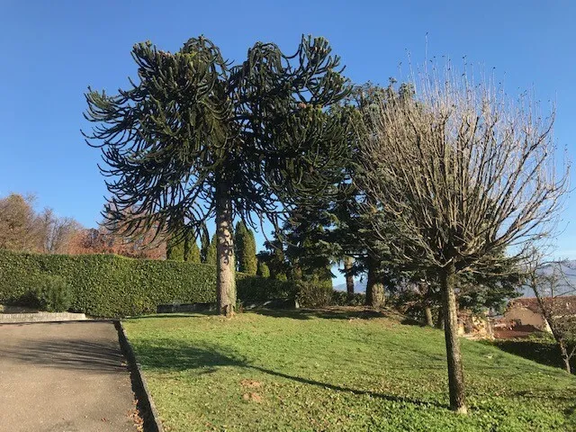 TERRENO EDIFICABILE DI 705 MQ IN ZONA MONTALBANO A STABIO, foto 3